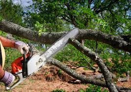 Trusted Underwood, IA Tree Services Experts