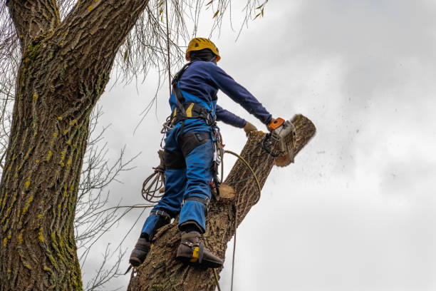 Why Choose Our Tree Removal Services in Underwood, IA?